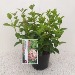 Sneeuwbal (Viburnum Tinus 'Lisa Rose') -Groene Pracht viburnum tinus lisarose