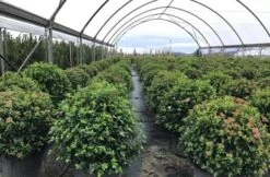 Sneeuwbal Als Bolvorm (Viburnum Tinus 'Eve Price') 10 Sneeuwbal Als Bolvorm (Viburnum Tinus 'Eve Price') -Groene Pracht viburnumtinuseveprice