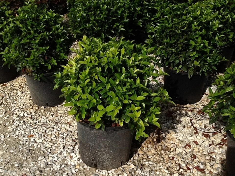 Sneeuwbal Als Bolvorm (Viburnum Tinus 'Spirit') 4 Sneeuwbal Als Bolvorm (Viburnum Tinus 'Spirit') - Afbeelding 2