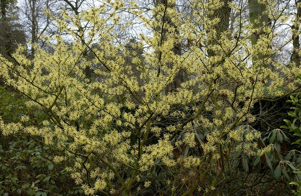 Toverhazelaar (Hamamelis Intermedia 'Arnold Promise') 3 Toverhazelaar (Hamamelis Intermedia 'Arnold Promise') - Afbeelding 2