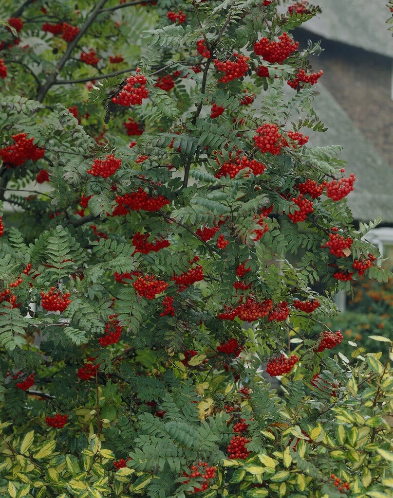 Vogelvriendelijke Haag 5 Vogelvriendelijke Haag - Afbeelding 3