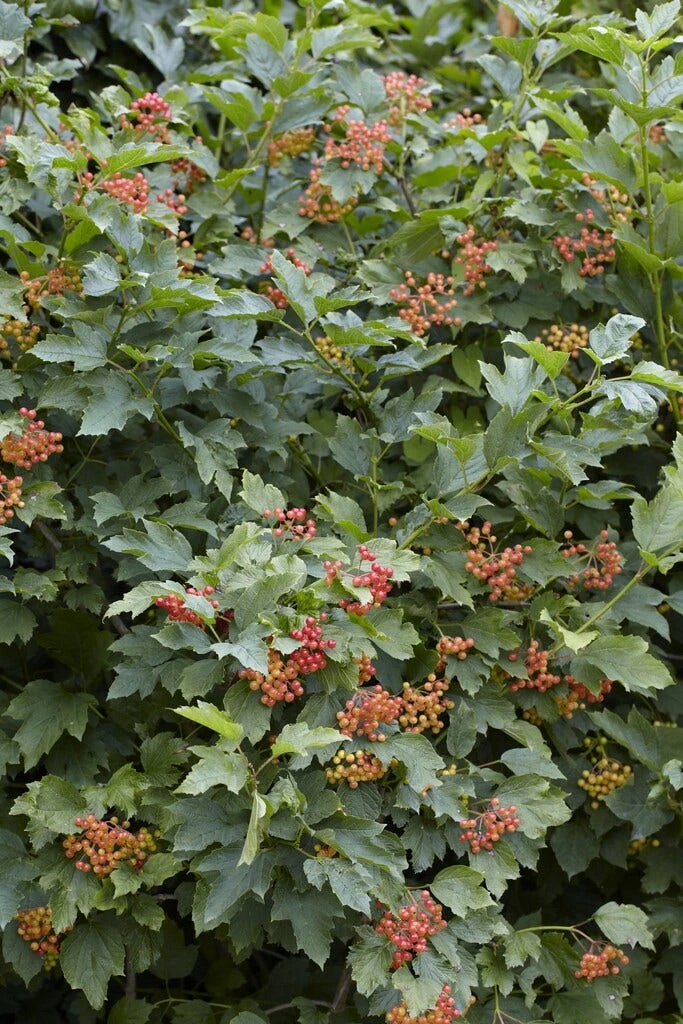 Vogelvriendelijke Haag 3 Vogelvriendelijke Haag