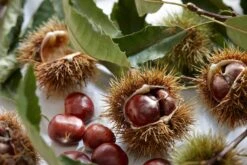 Tamme Kastanje Als Halfstam (Castanea Sativa) -Groene Pracht visi121584 1