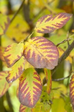 Dwerg Krentenboompje (Amelanchier Spicata) 7 Dwerg Krentenboompje (Amelanchier Spicata) -Groene Pracht visi48397