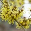 Toverhazelaar (Hamamelis Intermedia 'Westerstede') -Groene Pracht visi64683