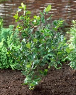 Blauwe Hulst (Ilex Meserveae 'Blue Princess')