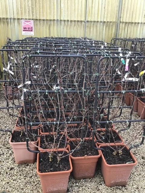 Witte Druif Als Leivorm (Vitis Vinifera 'Suzi') 3 Witte Druif Als Leivorm (Vitis Vinifera 'Suzi')