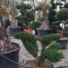 Taxus Als Bonsai (Taxus Baccata) 1 Taxus Als Bonsai (Taxus Baccata) -Groene Pracht whatsapp image 2021 10 04 at 11.54.17