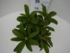 Rhododendron (Rhododendron 'Wilgen's Ruby') 22 Rhododendron (Rhododendron 'Wilgen's Ruby') -Groene Pracht wilgens ruby c2 boven