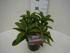 Rhododendron (Rhododendron 'Wilgen's Ruby') 24 Rhododendron (Rhododendron 'Wilgen's Ruby') -Groene Pracht wilgens ruby c2 zij