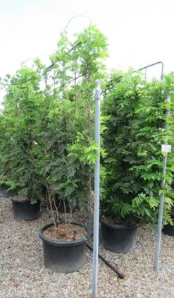 Blauwe Regen Als Leivorm (Wisteria Brachybotrys 'Yokohama Fuji') 18 Blauwe Regen Als Leivorm (Wisteria Brachybotrys 'Yokohama Fuji') -Groene Pracht wisteria 110x180 leivorm 1