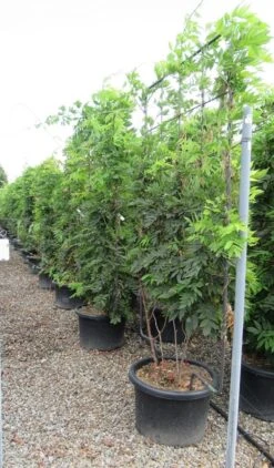 Blauwe Regen Als Leivorm (Wisteria Brachybotrys 'Yokohama Fuji') 17 Blauwe Regen Als Leivorm (Wisteria Brachybotrys 'Yokohama Fuji') -Groene Pracht wisteria 110x180 leivorm 2 1