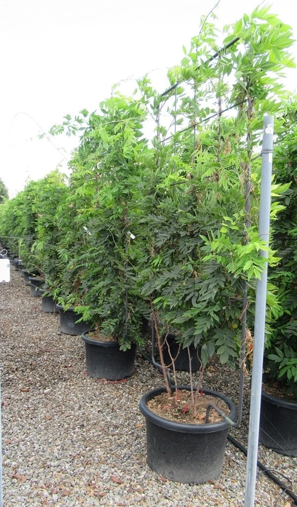 Blauwe Regen Als Leivorm (Wisteria Brachybotrys 'Yokohama Fuji') 9 Blauwe Regen Als Leivorm (Wisteria Brachybotrys 'Yokohama Fuji') - Afbeelding 7