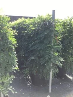 Blauwe Regen Als Leivorm (Wisteria Brachybotrys 'Yokohama Fuji') 14 Blauwe Regen Als Leivorm (Wisteria Brachybotrys 'Yokohama Fuji') -Groene Pracht wisteria lage leivorm 2 1