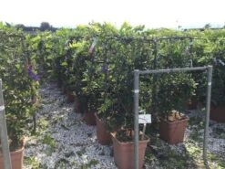 Blauwe Regen Als Leivorm (Wisteria Brachybotrys 'Yokohama Fuji') 13 Blauwe Regen Als Leivorm (Wisteria Brachybotrys 'Yokohama Fuji') -Groene Pracht wisteria lage leivorm c18