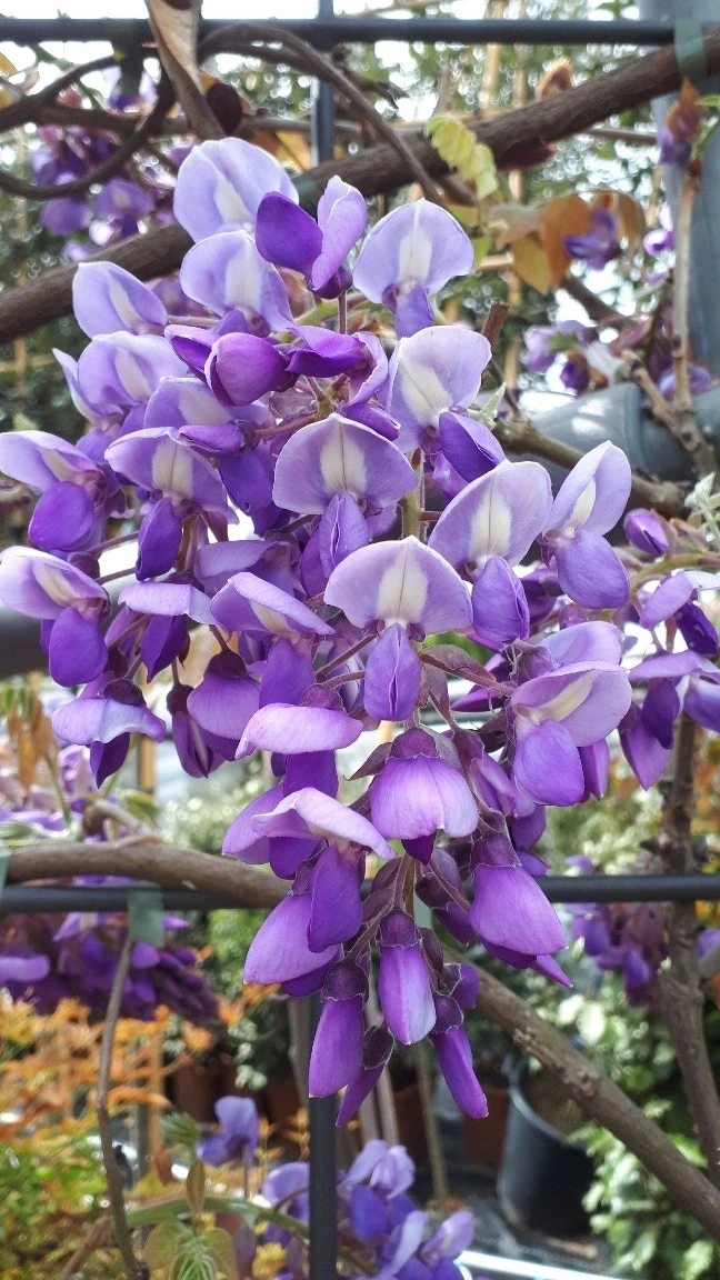 Blauwe Regen Als Leivorm (Wisteria Brachybotrys 'Yokohama Fuji') 11 Blauwe Regen Als Leivorm (Wisteria Brachybotrys 'Yokohama Fuji') - Afbeelding 9