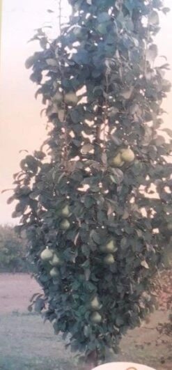 Zuil-peer (Pyrus Communis 'Obelisk') -Groene Pracht zuil peer pyrus communis obelisk pyrus communis obelisk c8d 2