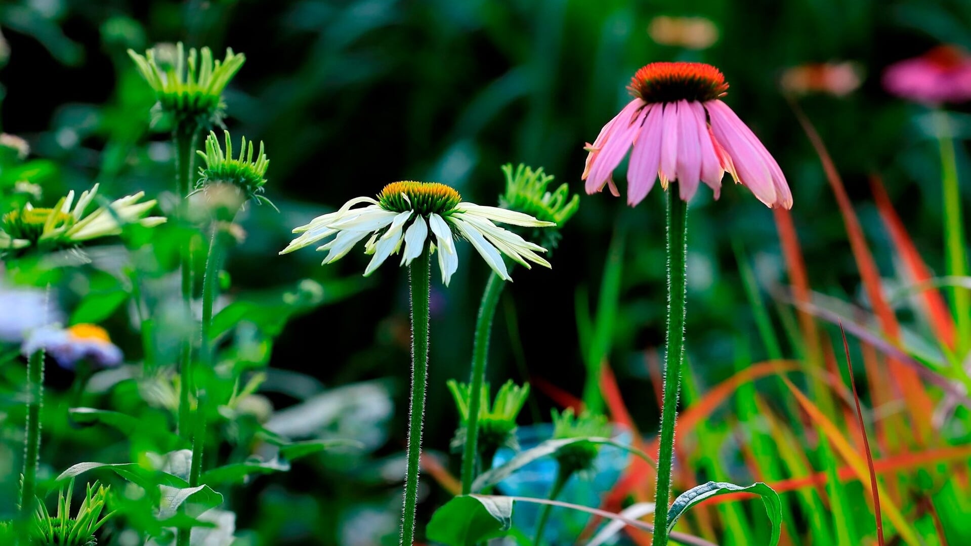 Groene Pracht -Groene Pracht 39a4f00d a9ab 4ca3 9d1e 3735fa3bd211 thumb1920