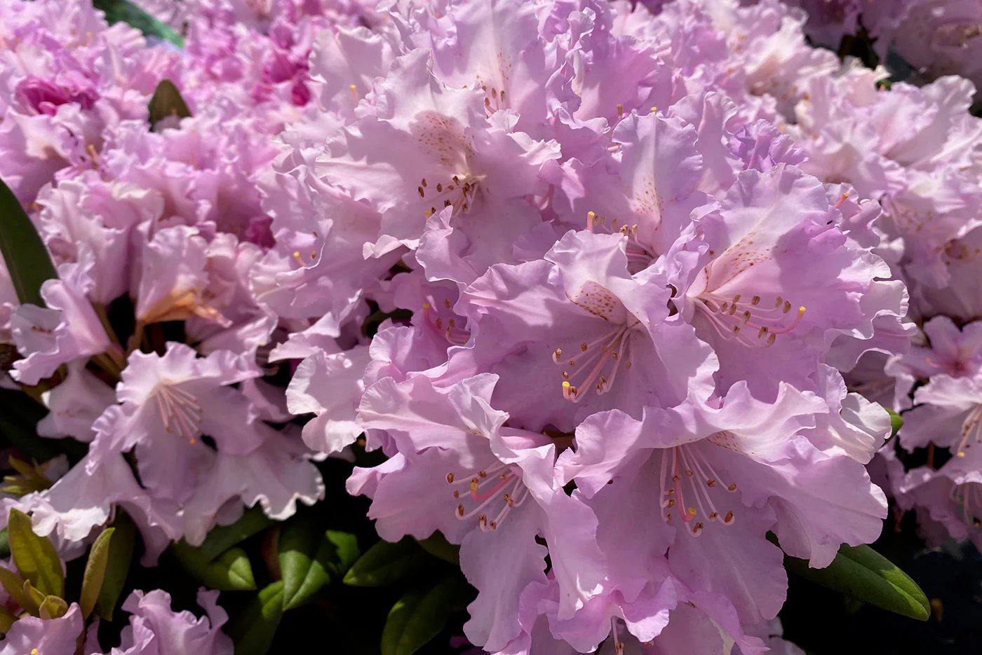 Groene Pracht -Groene Pracht Dwergrododendron Rhododendron Caroline Allbrook