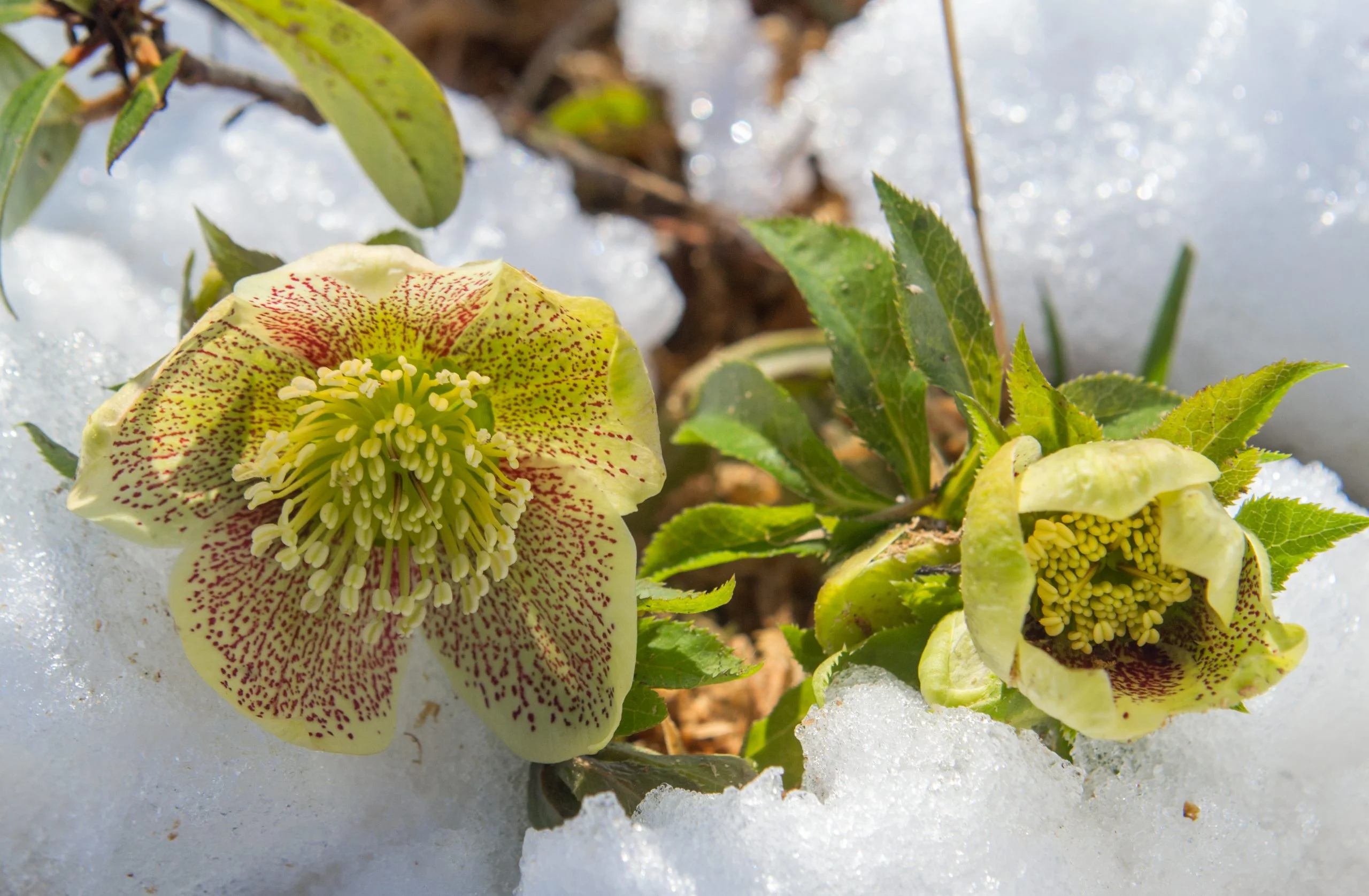 Groene Pracht -Groene Pracht Helleborus shutterstock 1055061020 scaled 1
